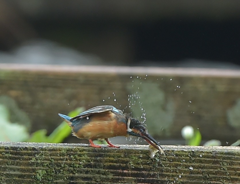 霧雨の中で_c0205858_16112408.jpg