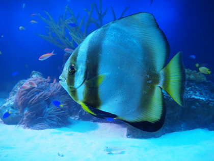 雨の日は水族館で癒される_d0180878_15553822.jpg