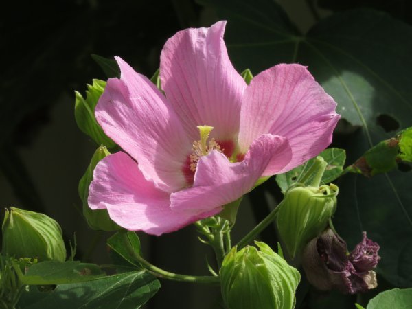 芙蓉咲く幾日振りの朝日かな　　　　　満幸_d0065983_21364421.jpg