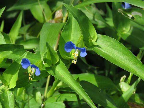 露草や平均寿命のびつづく　　　　　満幸_d0065983_21425413.jpg