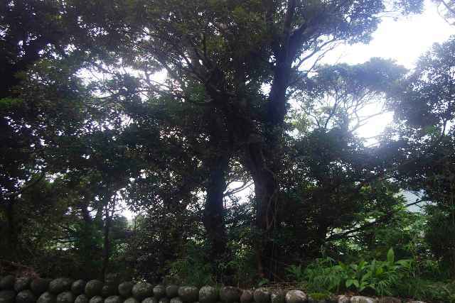 八丈島不動産物件 (土地・建物)_f0095585_11251860.jpg