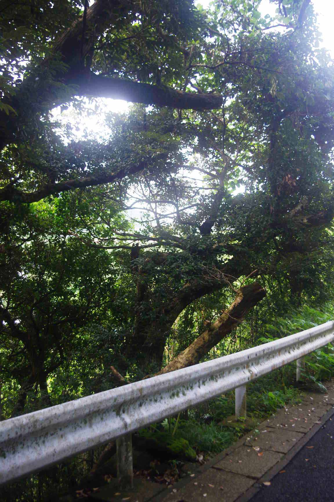 八丈島不動産物件 (土地・建物)_f0095585_11254309.jpg