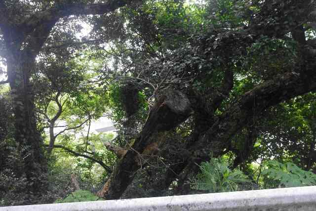 八丈島不動産物件 (土地・建物)_f0095585_11260382.jpg