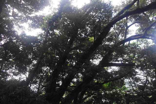 八丈島不動産物件 (土地・建物)_f0095585_11265082.jpg