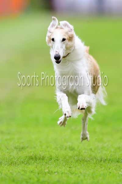 ヴァロン ボルゾイ