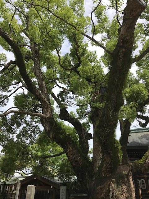 石切さんでショッピング_f0204295_14524424.jpg