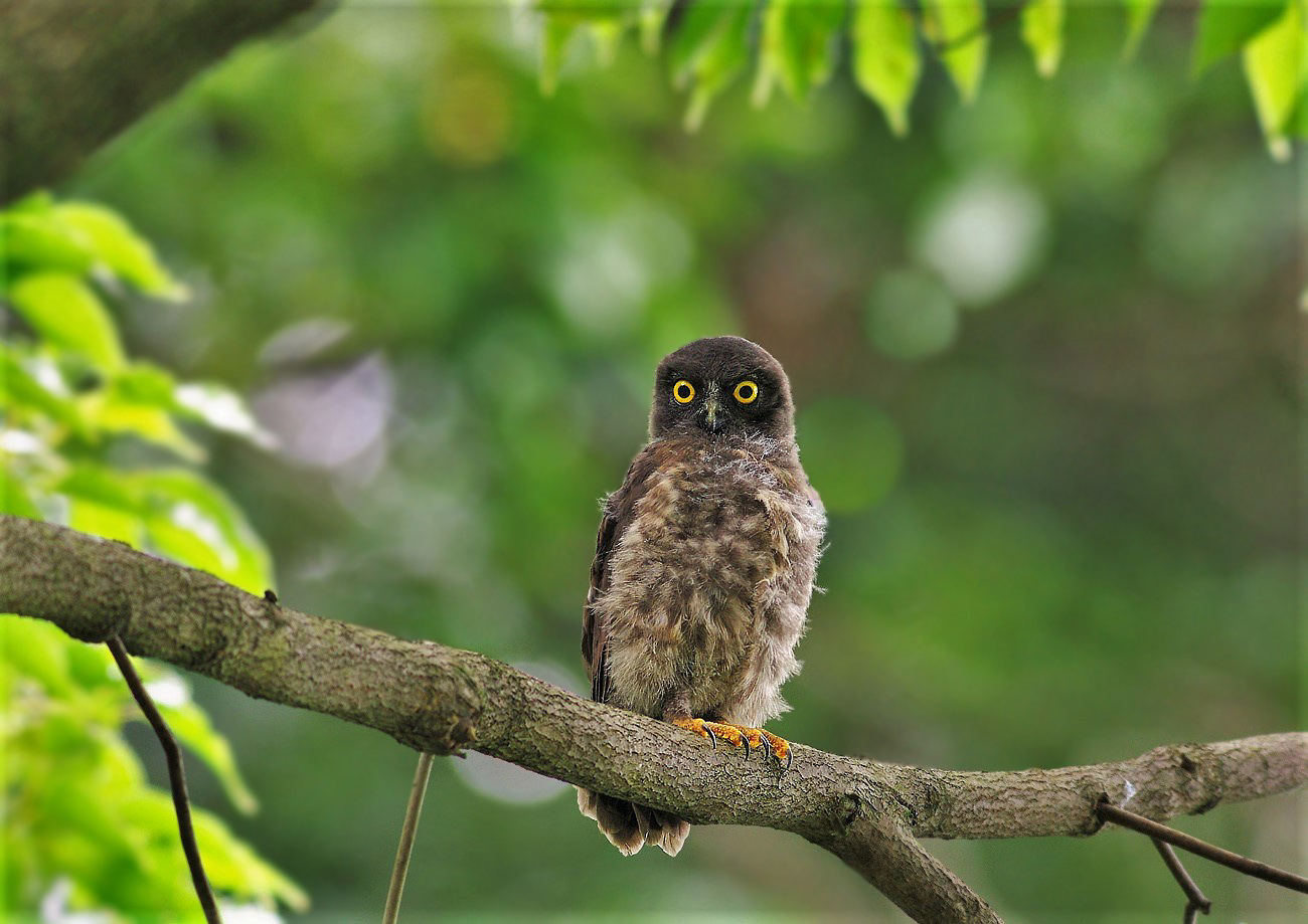 『アオバズクの雛』              　　       ７月23日_b0409196_23081734.jpg