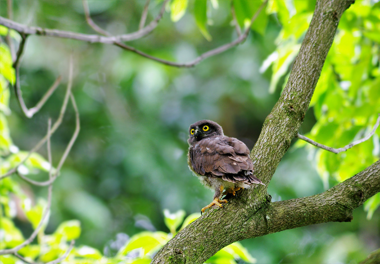 『アオバズクの雛』              　　       ７月23日_b0409196_23244719.jpg