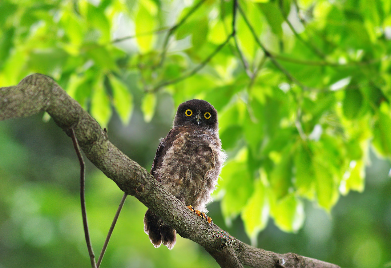 『アオバズクの雛』              　　       ７月23日_b0409196_23252681.jpg