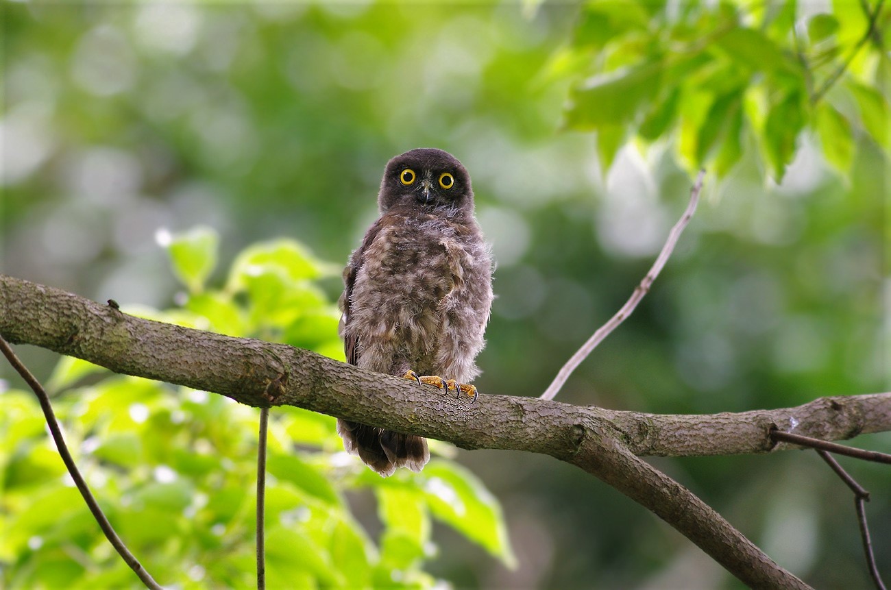 『アオバズクの雛』              　　       ７月23日_b0409196_23254696.jpg