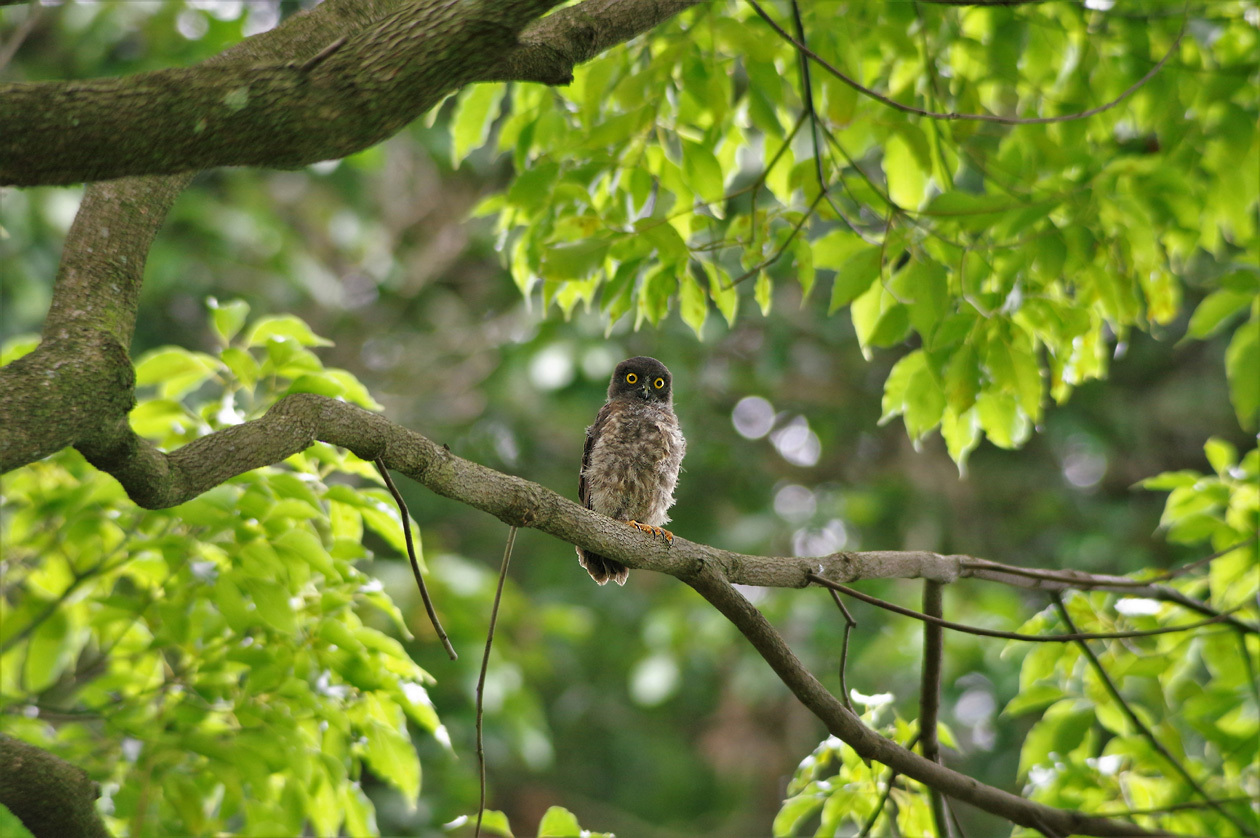 『アオバズクの雛』              　　       ７月23日_b0409196_23275140.jpg