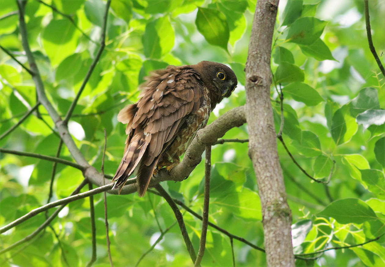 『アオバズクの雛』              　　       ７月23日_b0409196_23303982.jpg