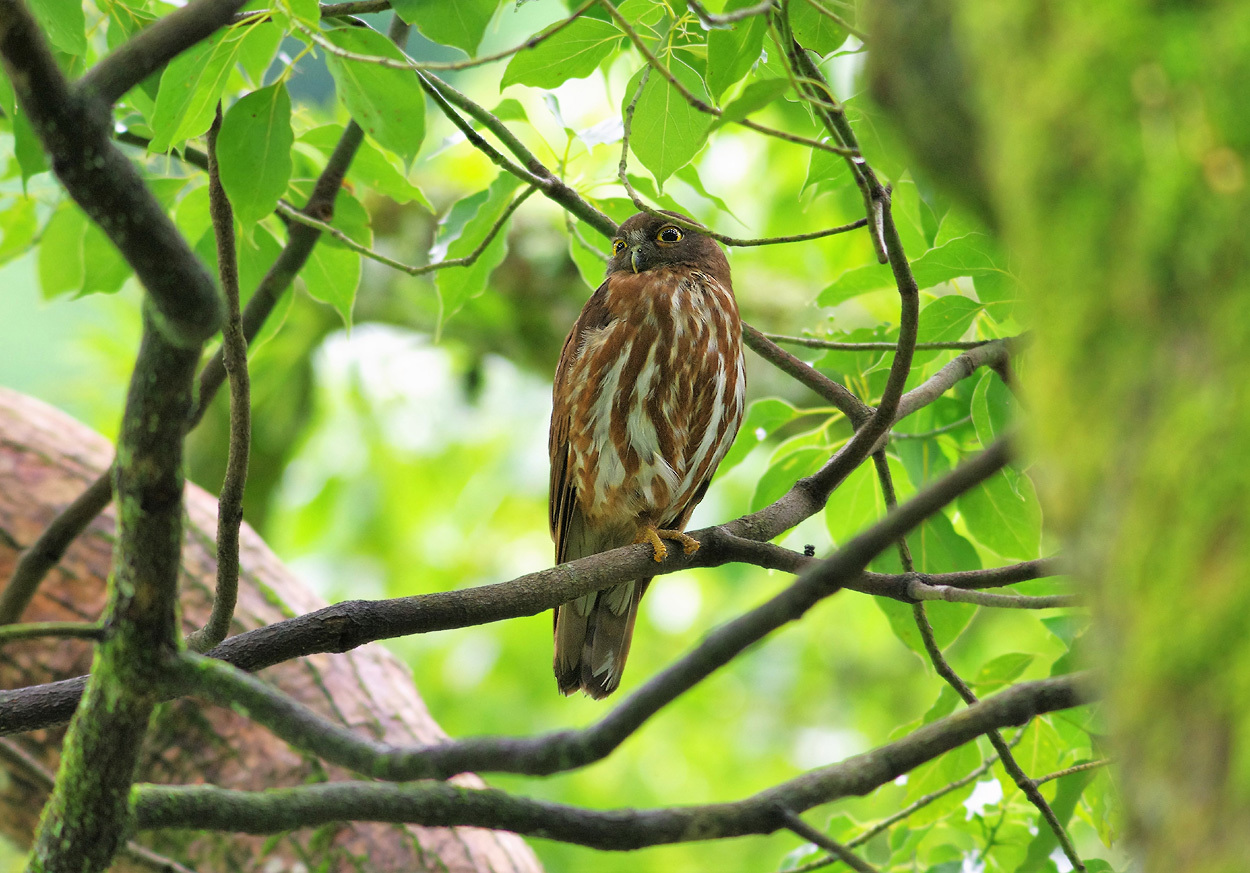 『アオバズクの雛』              　　       ７月23日_b0409196_23304445.jpg