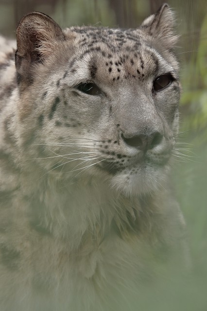 集合！！赤ちゃんたち（多摩動物園）_b0291402_07462061.jpg