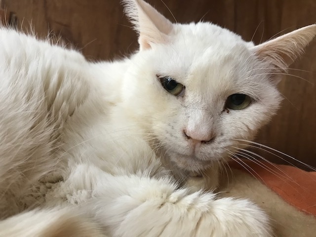 もくれんくん、また一旦お休みします_f0242002_11070568.jpg