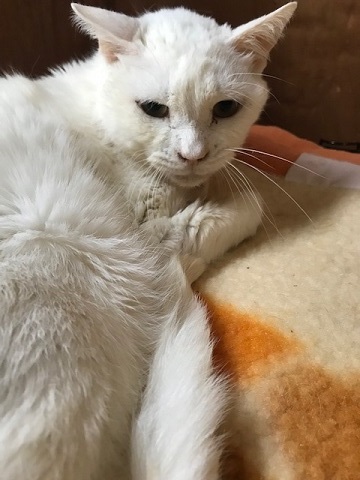 もくれんくん、また一旦お休みします_f0242002_11071002.jpg