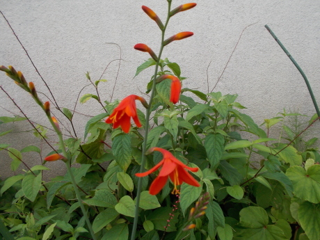 紅生姜を漬ける・瓶のやりくり ほか_a0203003_17363259.jpg