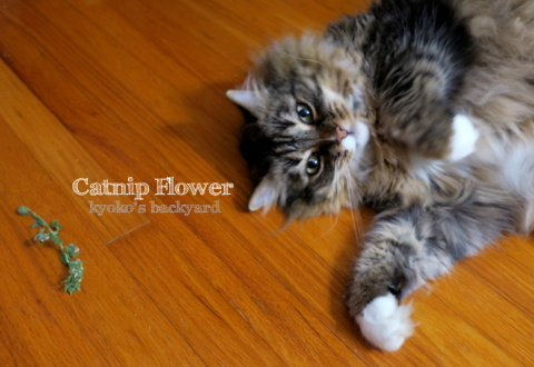 キャットニップの花をbaileyに進呈 猫ビデオ付き Kyoko S Backyard アメリカで田舎暮らし キャットニップの花をbaileyに進呈 猫ビデオ付き Kyoko S Backyard アメリカで田舎暮らし