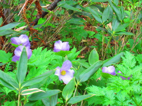 c0242406_13432518.jpg