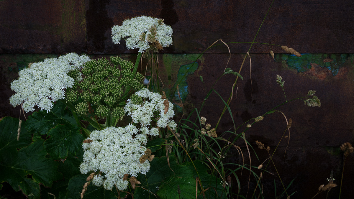 礼文　北の果ての風景   NORTH END OF REBUN ISLE, HOKKAIDO,JAPAN #FUJIX-T30_c0065410_19463876.jpg
