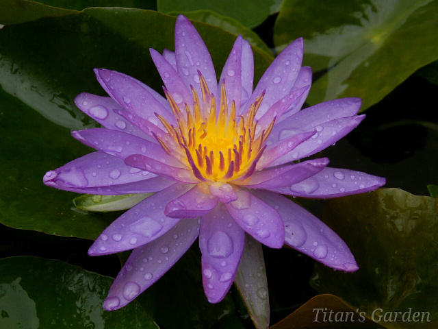 Intersubgeneric Hybrid Water Lily_b0099813_00063906.jpg