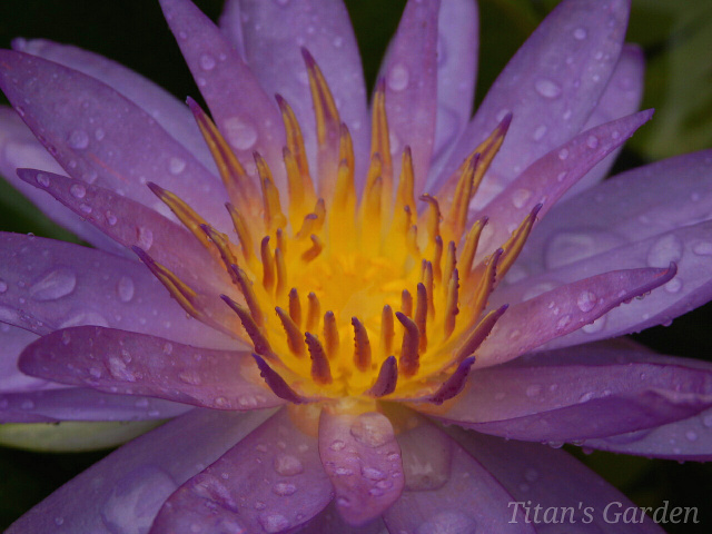 Intersubgeneric Hybrid Water Lily_b0099813_00063932.jpg