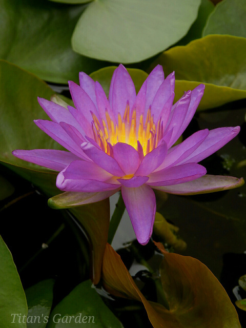 Intersubgeneric Hybrid Water Lily_b0099813_00063998.jpg