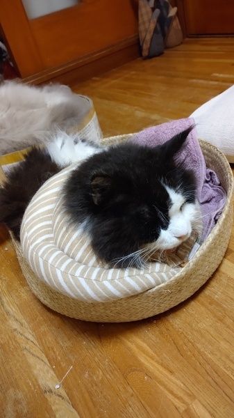 猫の口腔内扁平上皮ガンと急性膵炎その後 Days 猫の口腔内扁平上皮ガンと急性膵炎その後 Days