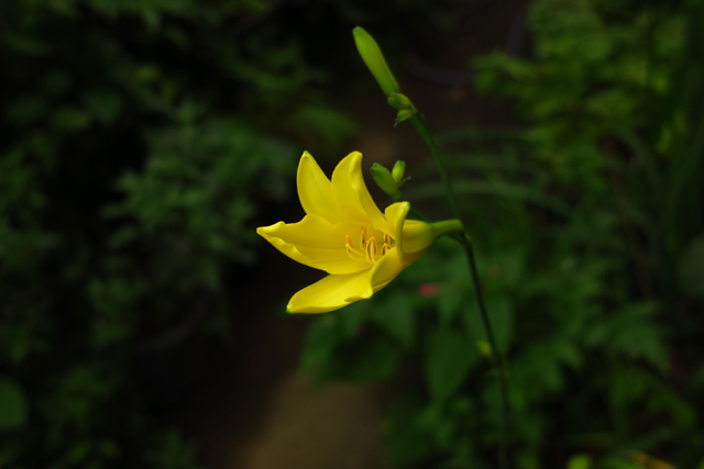 ユウスゲの開花と衝動買い_f0126932_21531619.jpg