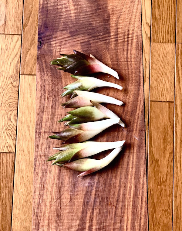 茗荷_b0172633_14380098.jpg