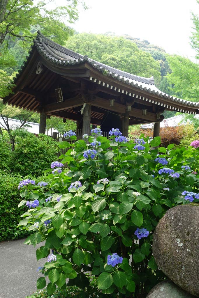 久安寺の紫陽花@2019-06-19_d0250840_21192237.jpg