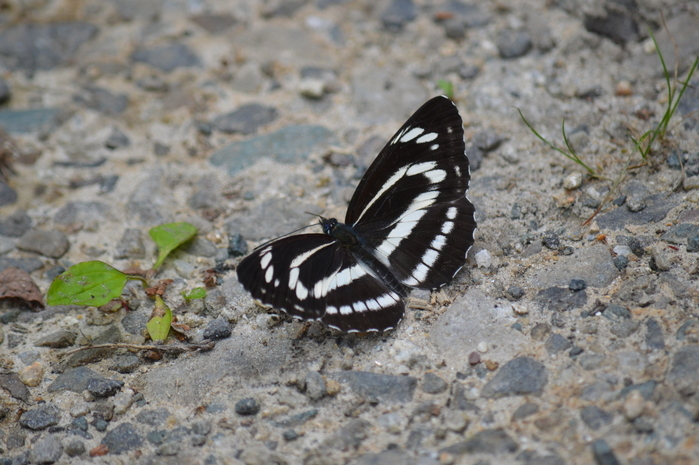 23ミスジチョウ「蝶図鑑」_d0254540_20081155.jpg