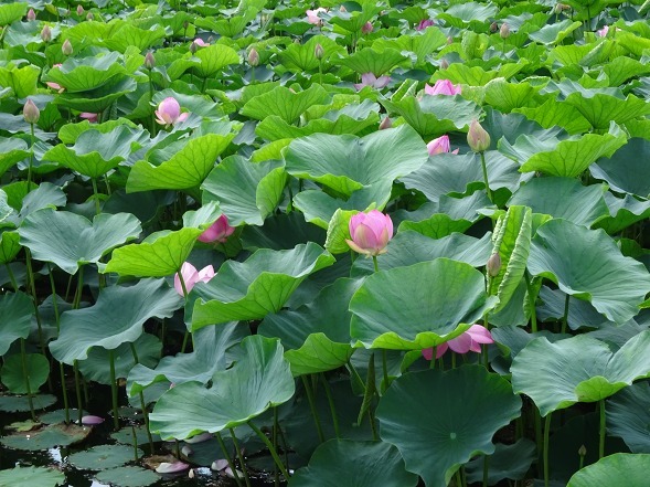滋賀県野洲市 東池の蓮 彩の気まぐれ写真