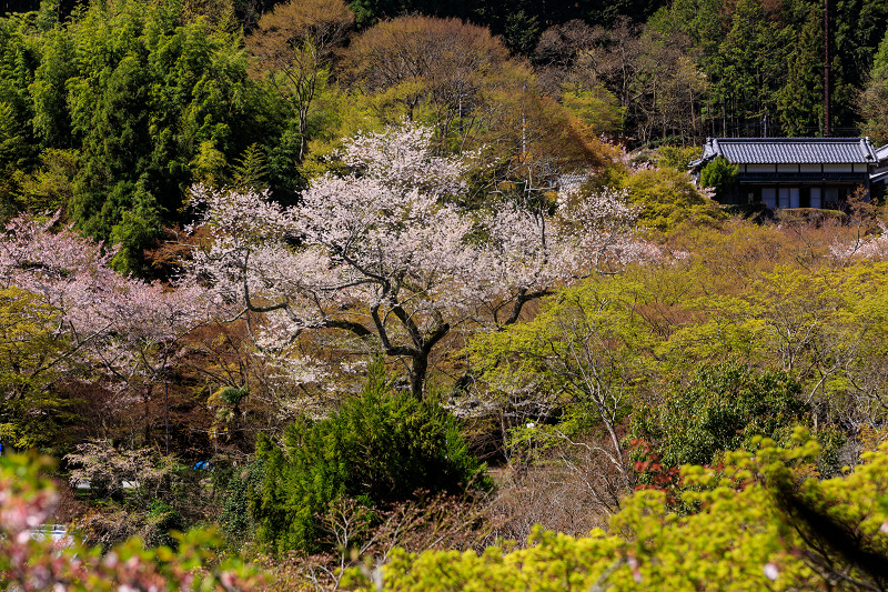 桜咲く奈良19 小つづみ桜咲く談山神社 花景色 K W C Photoblog 桜咲く奈良19 小つづみ桜咲く談山神社 花景色 K W C Photoblog
