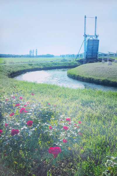 osanpo 3_a0271251_02085769.jpg