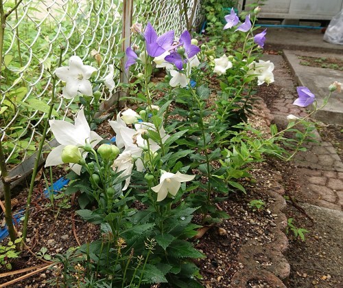 f0320853_12032038.jpg