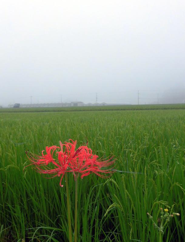 山吹_e0024554_23162066.jpg