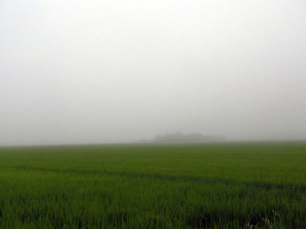 山吹_e0024554_23162245.jpg