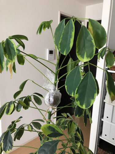 カポック取り木 植え替え 植物と コーヒーと カポック取り木 植え替え 植物と コーヒーと