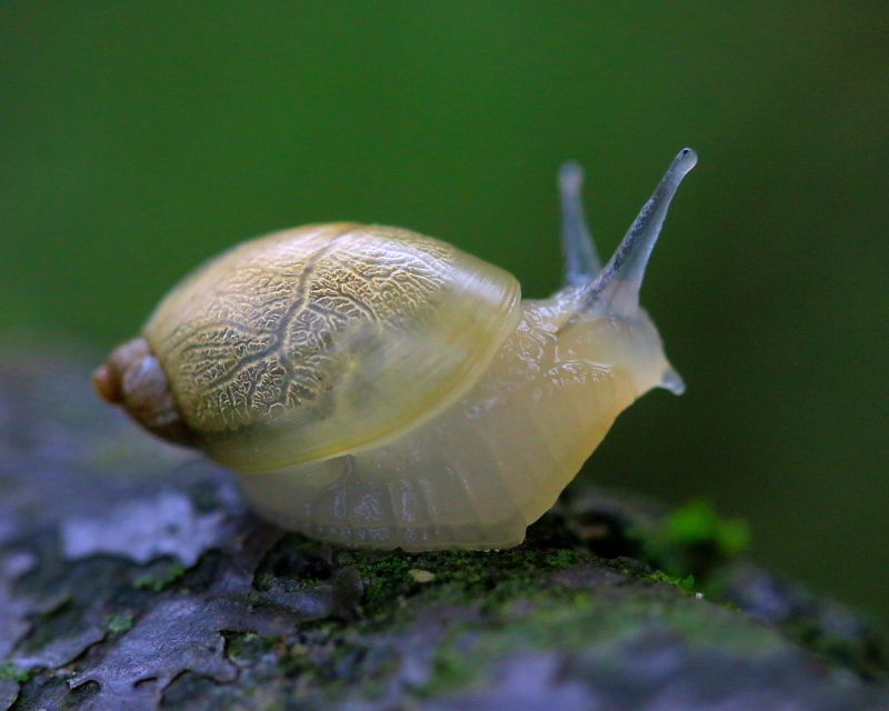丹生湖辺りで オカモノアラガイなど 星の小父さまフォトつづり