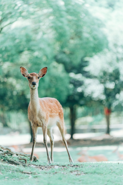 初夏の萬葉植物園_a0383167_22271395.jpg