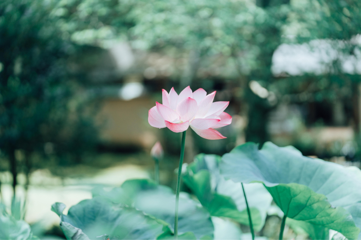 初夏の萬葉植物園_a0383167_22282870.jpg