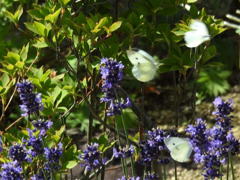 d0391670_21525816.jpg