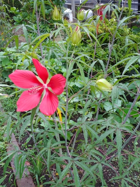 c0162773_09192911.jpg