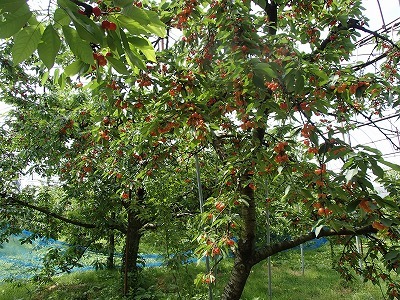 f0392779_10593391.jpg