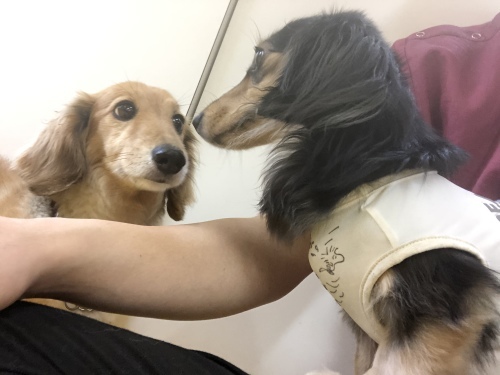 ハロー!ダックス!!_f0357682_13533945.jpeg