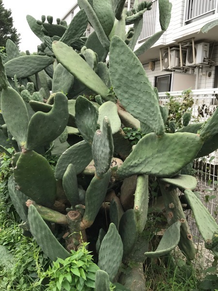 e0397389_10055360.jpeg