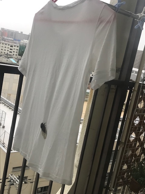 衝撃_f0204295_16335645.jpg