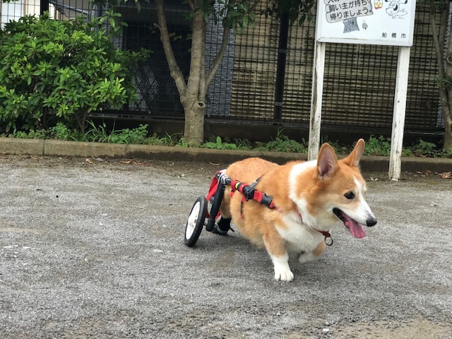 お年寄りキラーだけど_f0242002_11441837.jpg