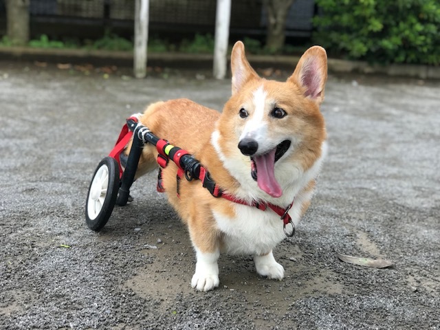 お年寄りキラーだけど_f0242002_11442663.jpg